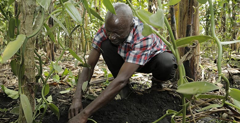 Rwenzori Farmers Cooperative Union in Uganda